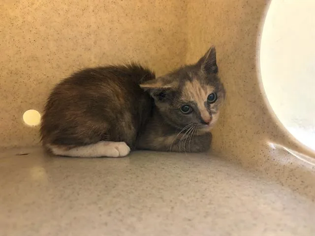 A baby small-sized female Domestic Short Hair cat named Jeannie for adoption in Tustin, CA