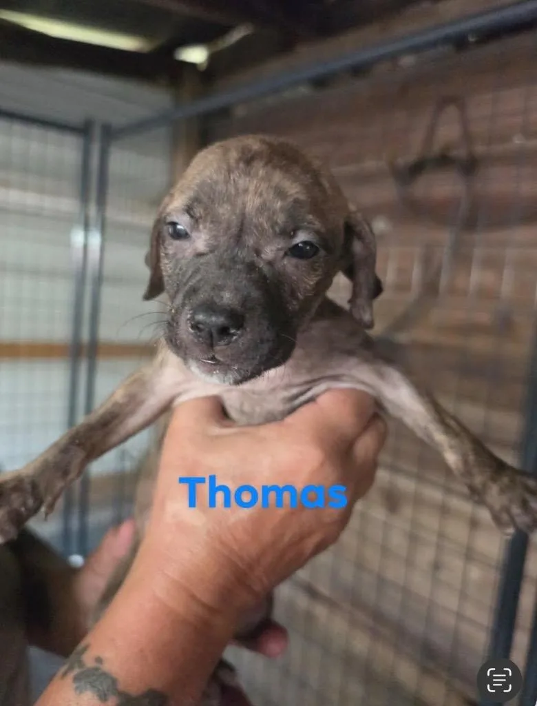 Thomas
