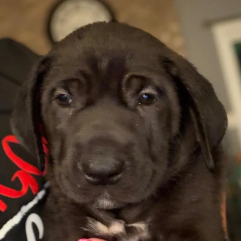 A baby large-sized female Cane Corso dog named Carrie  Yellow for adoption in Greenfield, IN