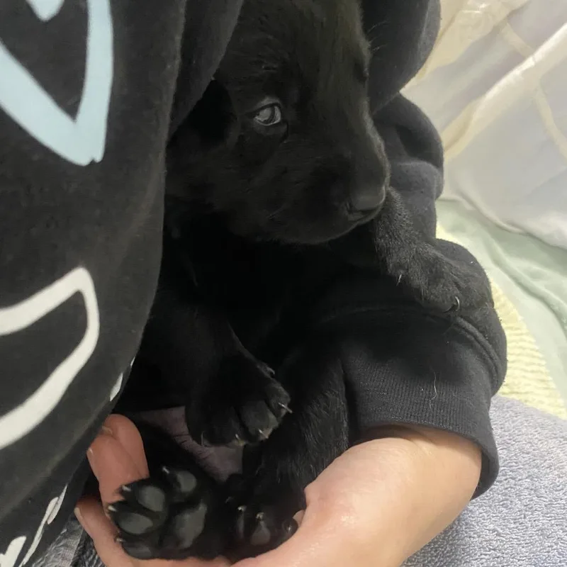 A baby medium-sized female Black Mixed Breed dog named Amity for adoption in Columbus, NC