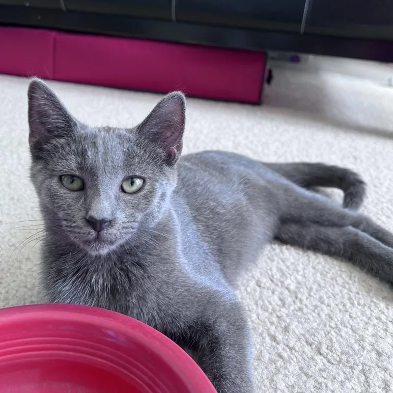 A baby small-sized female Gray / Blue / Silver Domestic Short Hair cat named Wynken for adoption in Gibsonia, PA