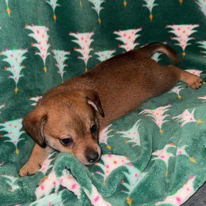 A baby small-sized female White / Cream Mixed Breed dog named Monument for adoption in Rockville, MD