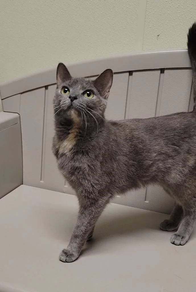An adult medium-sized female Domestic Short Hair cat named Pepper for adoption in Sandusky, OH