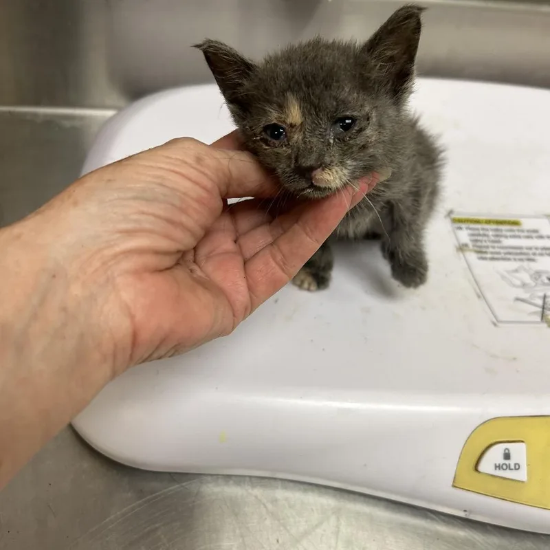 A baby small-sized female Domestic Short Hair cat named Miss Priss for adoption in Memphis, TN