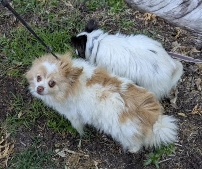 Piper
