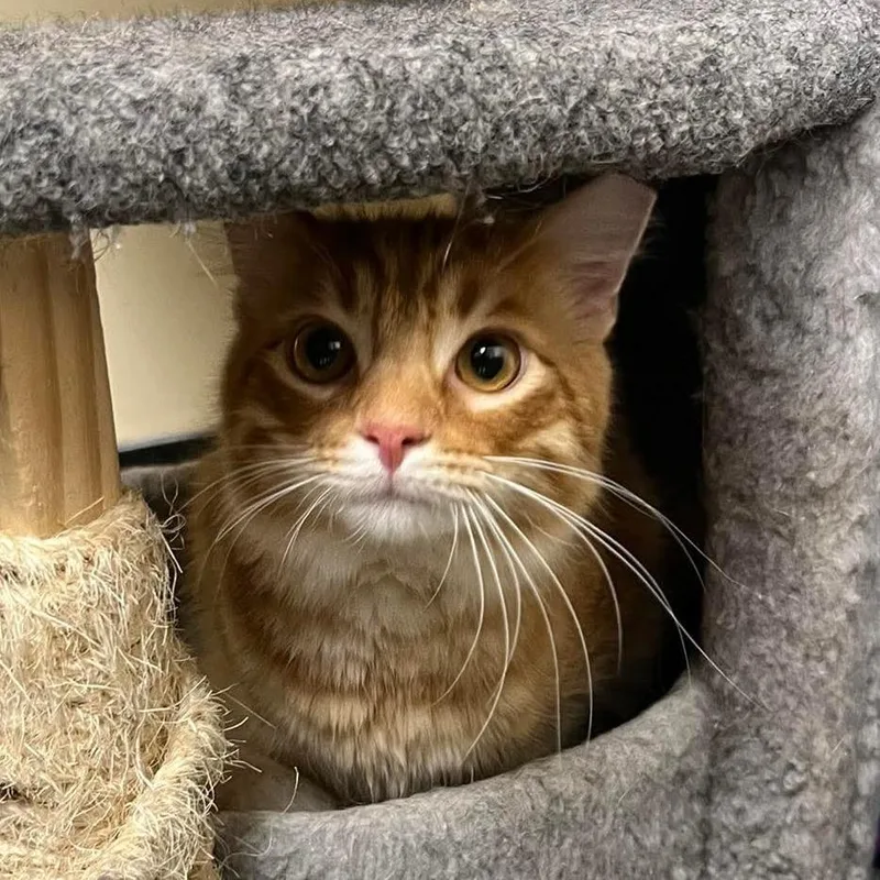 A young medium-sized male Orange / Red Domestic Long Hair cat named Lucky Strike for adoption in PITTSBURGH, PA