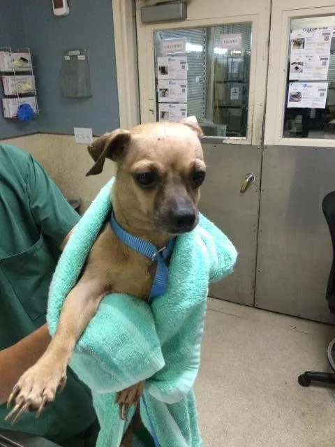 An adult small-sized female Chihuahua dog named Minnie for adoption in Riverside, CA