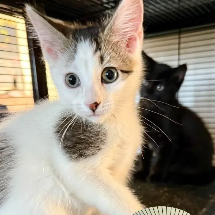 A baby medium-sized female White Domestic Short Hair cat named Daisy for adoption in Richmond, MO