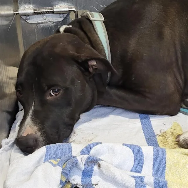 A young large-sized male American Staffordshire Terrier dog named George for adoption in San Antonio, TX
