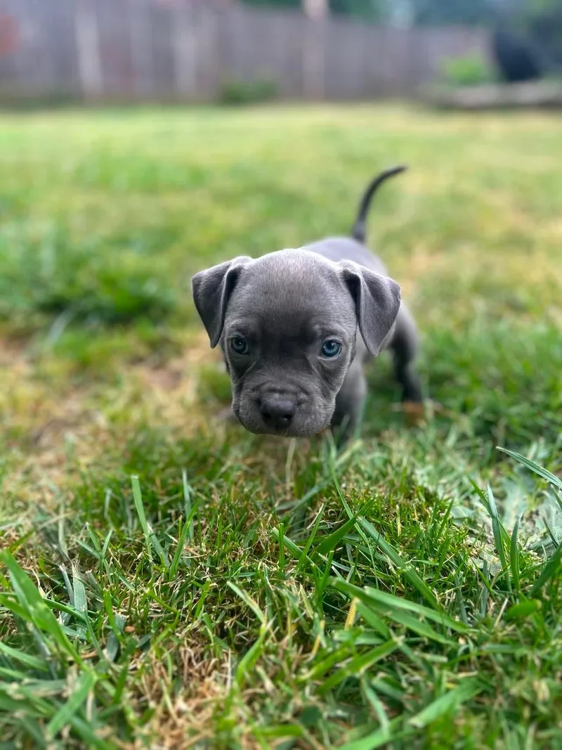 A baby large-sized female Gray / Blue / Silver Pit Bull Terrier dog named Chantay for adoption in Beavercreek, OR