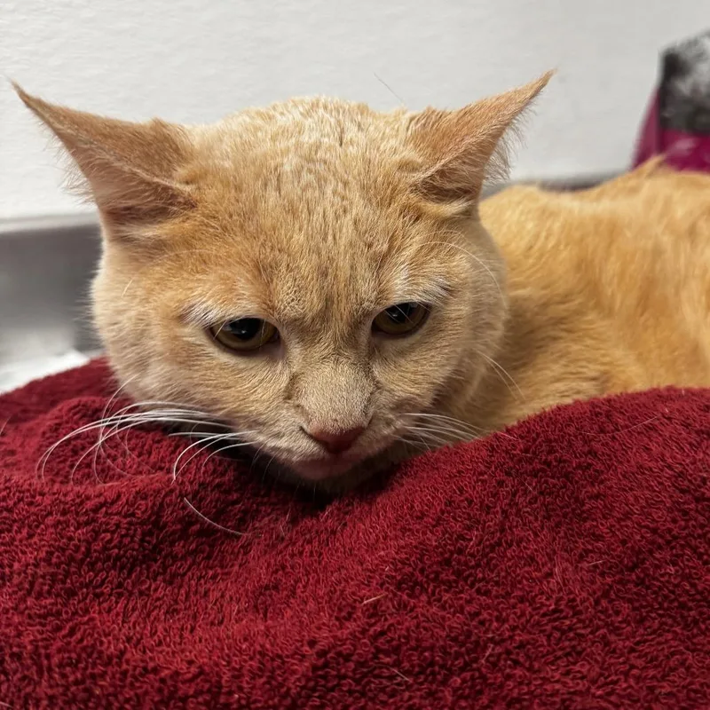 Garfield