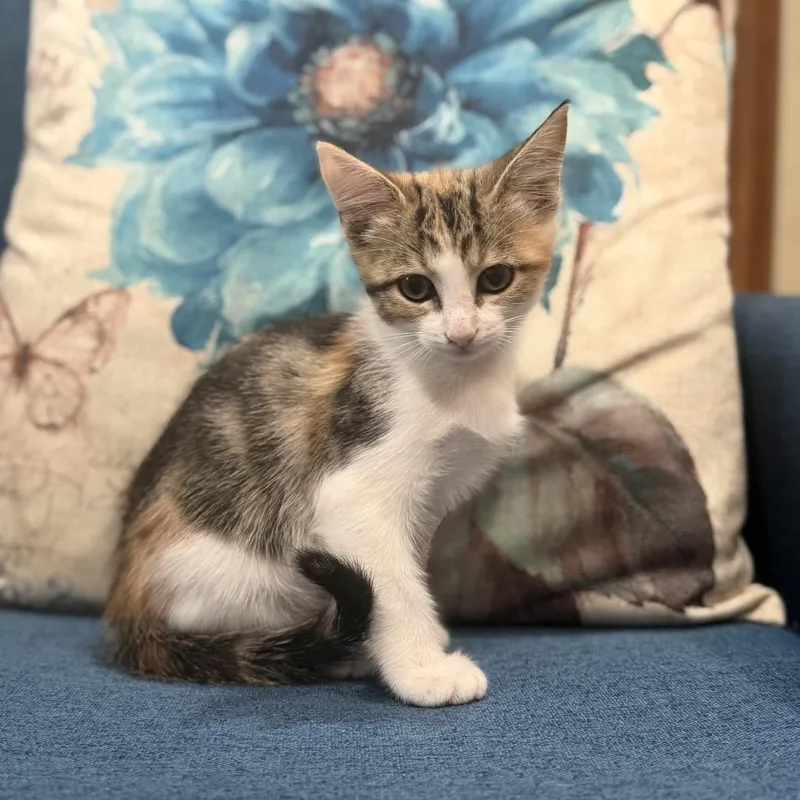 A baby small-sized female Domestic Short Hair cat named Violet for adoption in Kerrville, TX