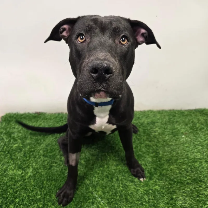 An adult large-sized male Black Pit Bull Terrier dog named Hercules for adoption in Columbia, MO