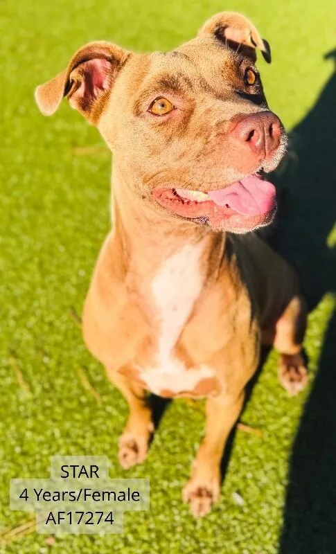 An adult medium-sized female Pit Bull Terrier dog named Star for adoption in Supply, NC