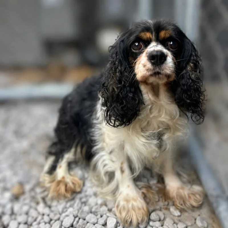 An adult small-sized female Black Cocker Spaniel dog named Dixie for adoption in St. Louis, MO