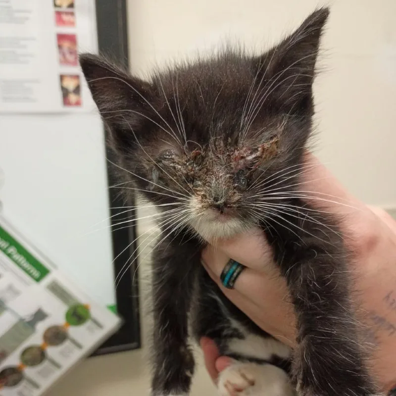 A baby small-sized female Black Domestic Medium Hair cat named Laura for adoption in Lynchburg, VA