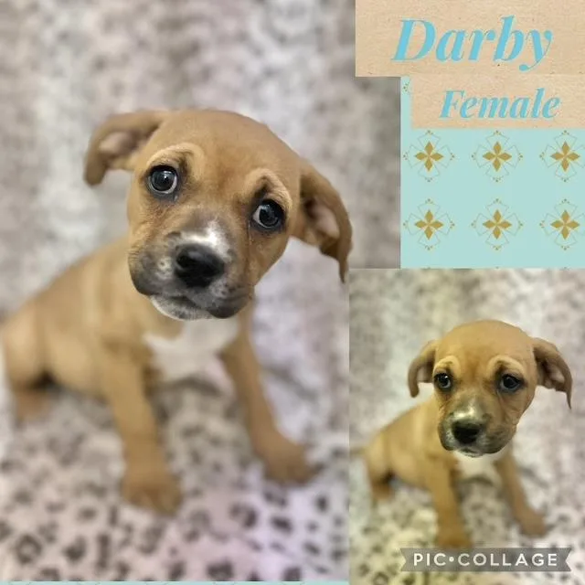 A baby medium-sized female Boxer dog named Darby for adoption in Manchester, CT