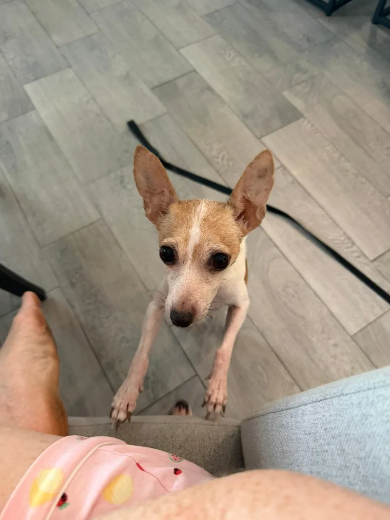 A young medium-sized female Rat Terrier dog named Dolly for adoption in Orlando, FL