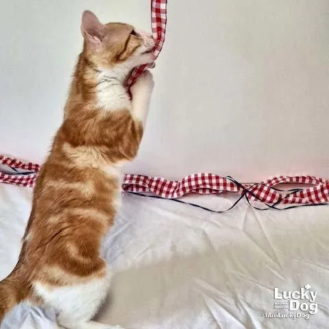 A baby medium-sized female Orange & White Domestic Short Hair cat named Goldie for adoption in Washington, DC