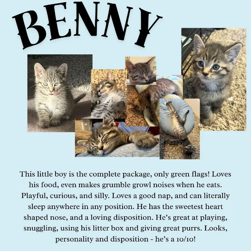 A baby small-sized male Brown / Chocolate Domestic Short Hair cat named Benny for adoption in West Olive, MI