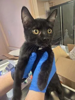 A young small-sized female Domestic Short Hair cat named Marcia for adoption in Roseville, CA