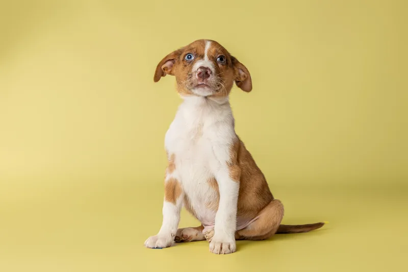 A baby medium-sized male Golden Australian Shepherd dog named Tempura for adoption in Simsbury, CT