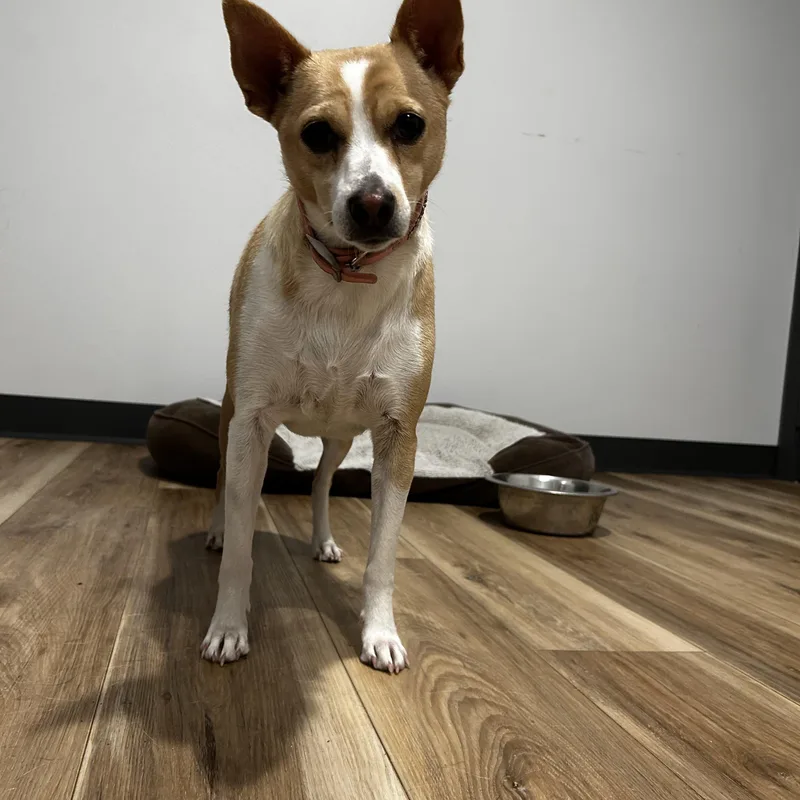 An adult small-sized female Fox Terrier dog named Lacy for adoption in Reeds Spring, MO