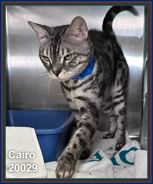 A young medium-sized male Black Bengal cat named Cairo for adoption in Marietta, GA
