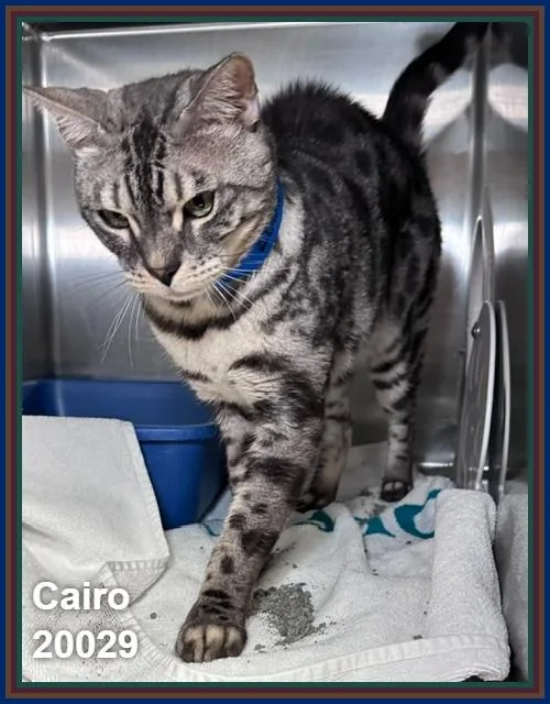 Cairo thumbnail 2
