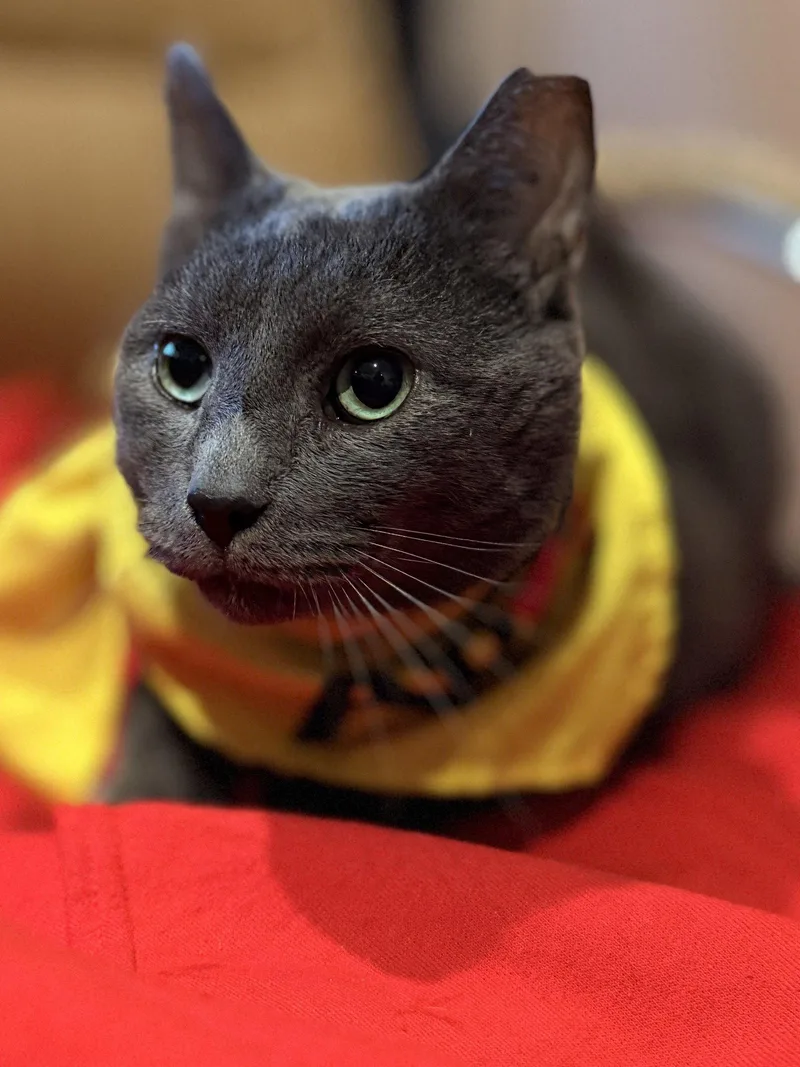 An adult medium-sized male Gray / Blue / Silver Domestic Short Hair cat named Richard for adoption in Sanford, FL