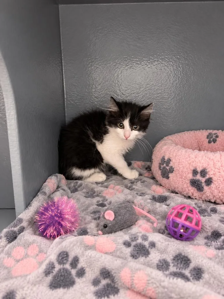 A baby medium-sized male Domestic Short Hair cat named Kowalski for adoption in Fort Lupton, CO