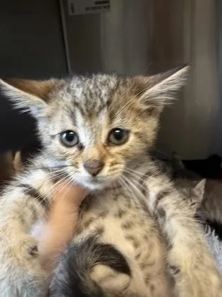 A baby small-sized male Domestic Short Hair cat named Houston for adoption in Lafayette, IN
