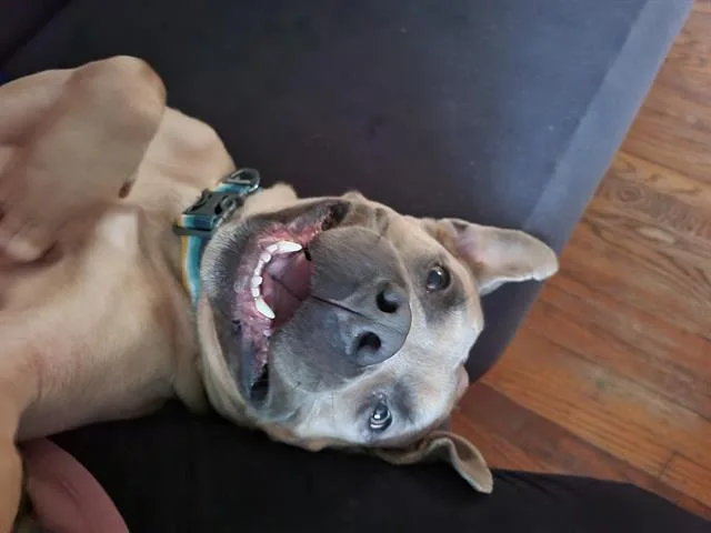 A young medium-sized male Pit Bull Terrier dog named Portobello for adoption in Charlotte, NC