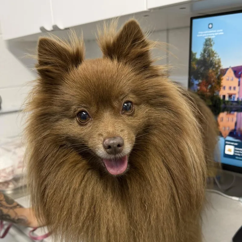 An adult small-sized female Pomeranian dog named Hershey Kiss for adoption in Perkiomenville, PA