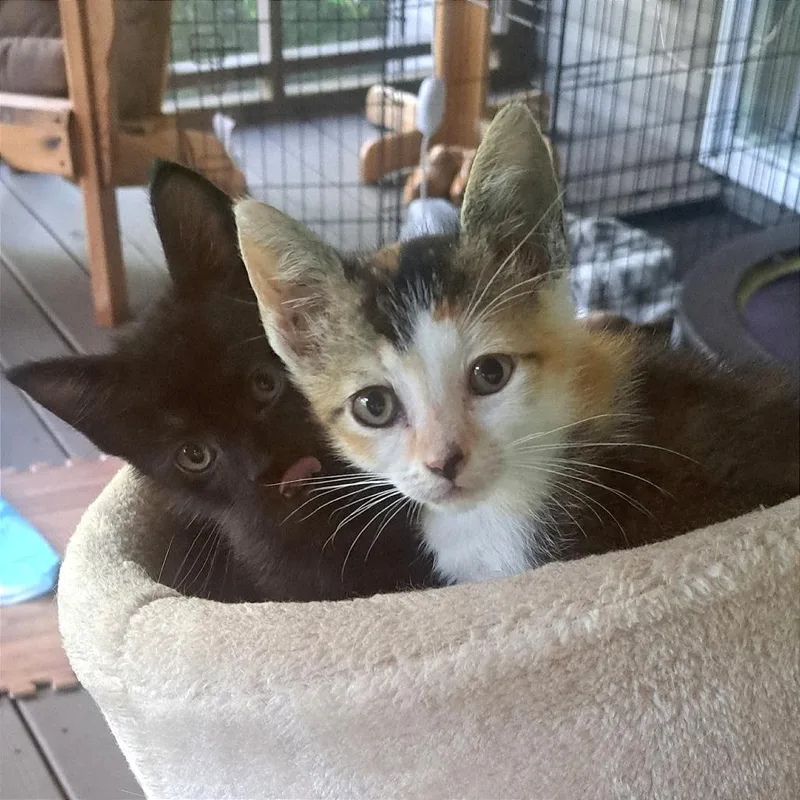 A baby small-sized female Orange / Red Domestic Medium Hair cat named Cucumber for adoption in Chattanooga, TN