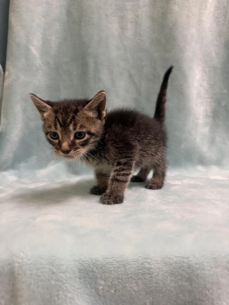 A baby medium-sized male Domestic Short Hair cat named Poe for adoption in Florence, SC