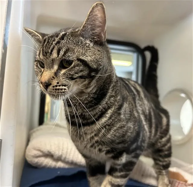 An adult medium-sized male Domestic Short Hair cat named Meowcifer for adoption in San Jose, CA