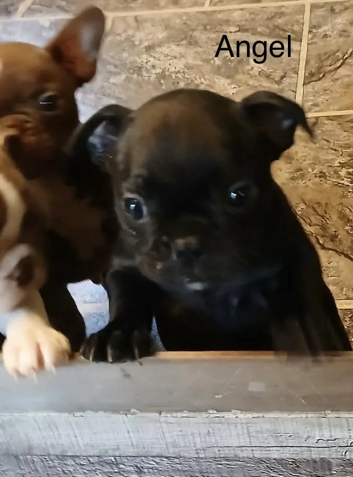A baby small-sized female French Bulldog dog named Angel for adoption in Glenwood City, WI