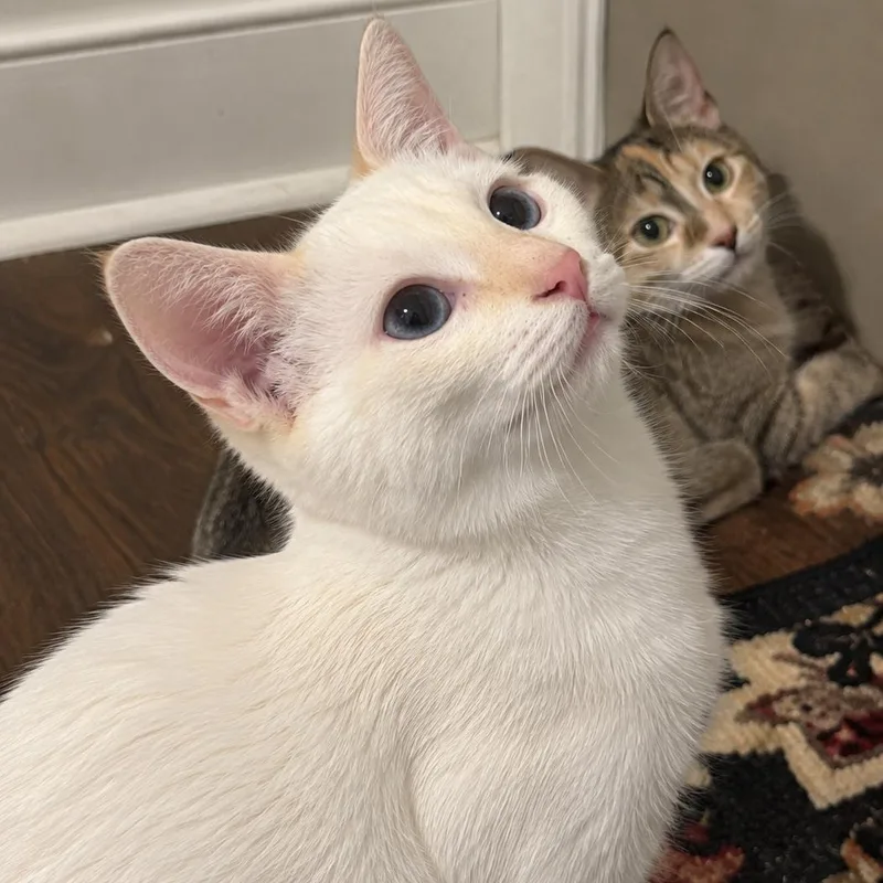 A baby small-sized male Flame Point Siamese cat named Tidbits for adoption in Richmond, VA