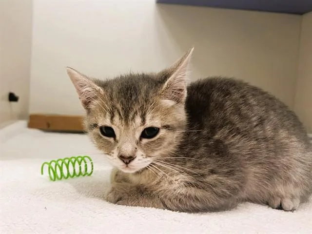 A baby small-sized male Domestic Short Hair cat named Marmite for adoption in Palo Alto, CA