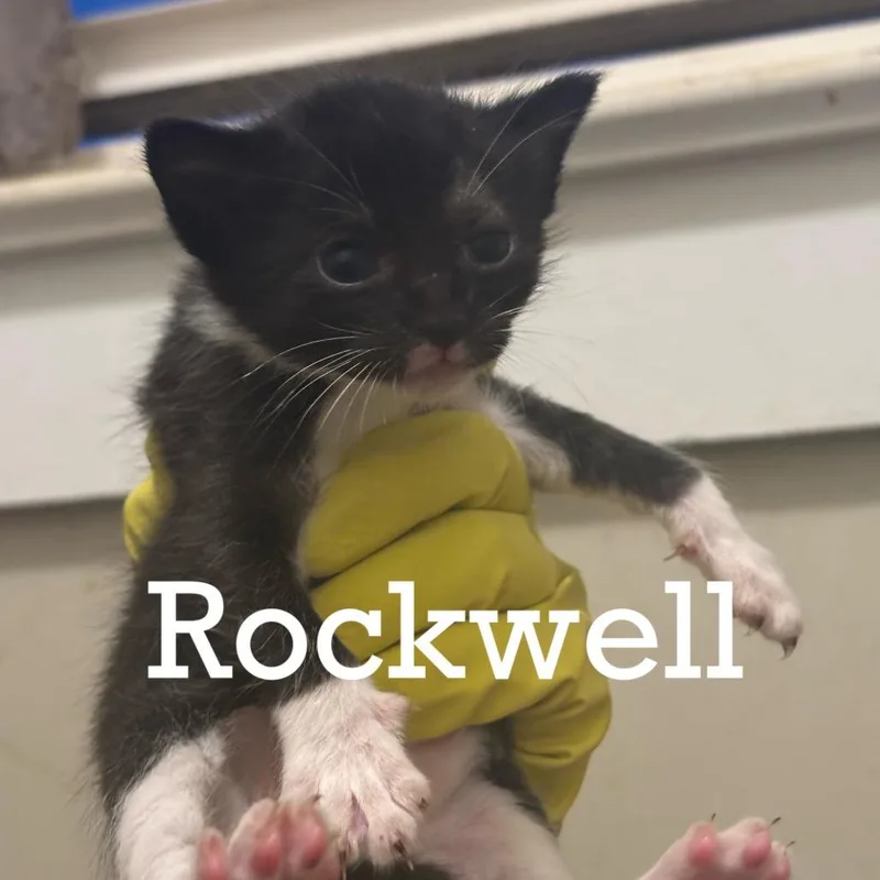 Rockwell thumbnail 3