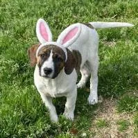 A baby large-sized male Mixed Breed dog named Evren for adoption in West Chester, PA