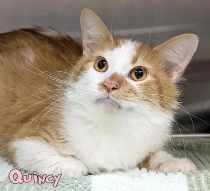 An adult medium-sized male Domestic Short Hair cat named Quincy for adoption in Mason, MI
