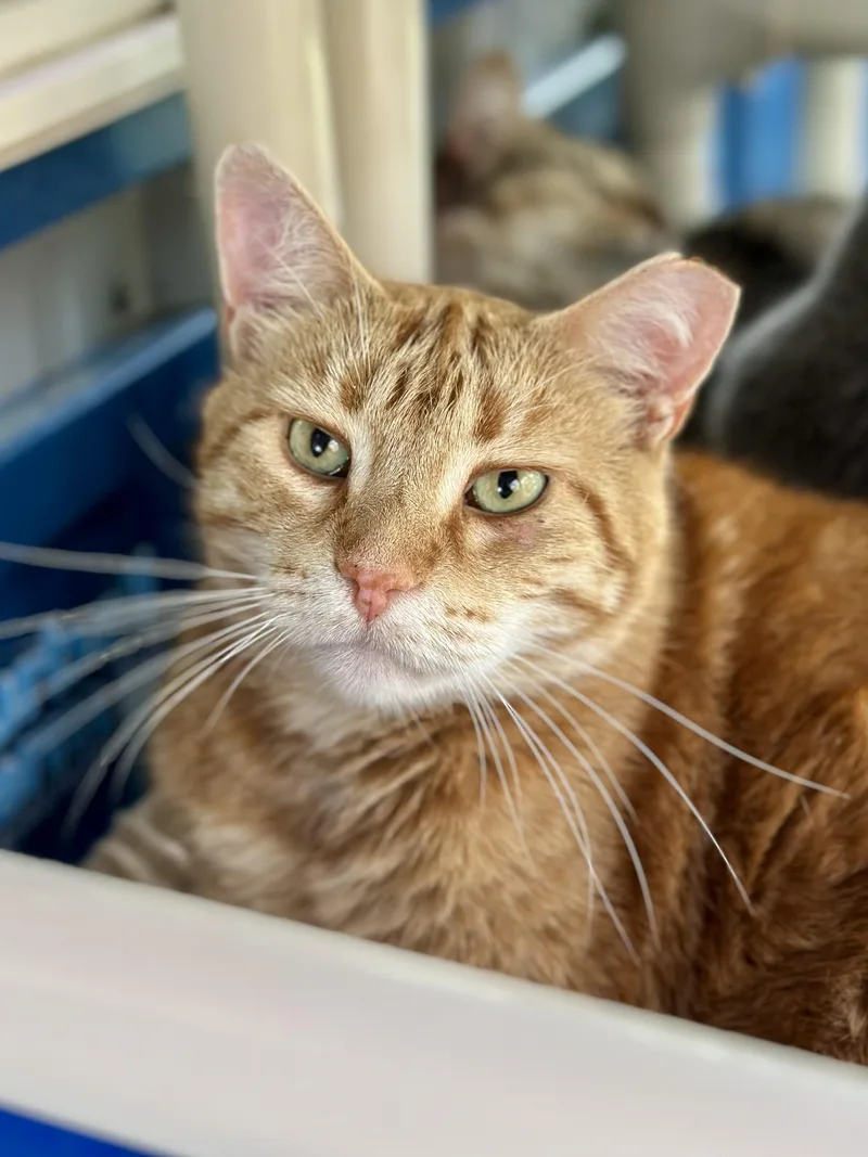 An adult large-sized male Orange / Red Domestic Short Hair cat named Habanero for adoption in Faribault, MN