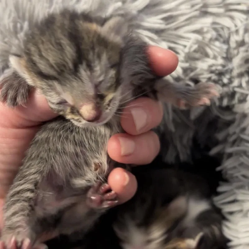 A baby small-sized male Brown / Chocolate Domestic Short Hair cat named Clover for adoption in Monroe, MI