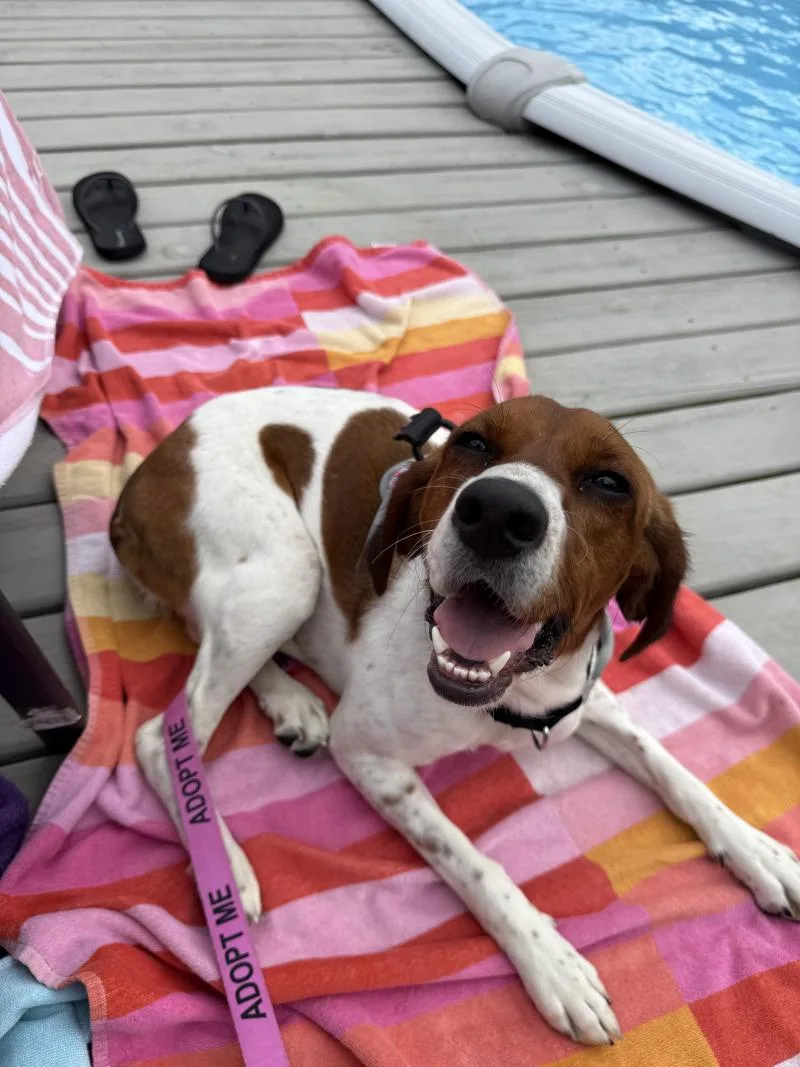 An adult medium-sized female Red / Chestnut / Orange English Coonhound dog named Tilly for adoption in Cincinnati, OH