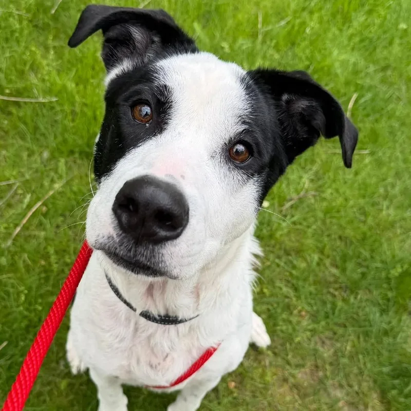 An adult medium-sized female Black Mixed Breed dog named Lily for adoption in Grand Rapids, MI