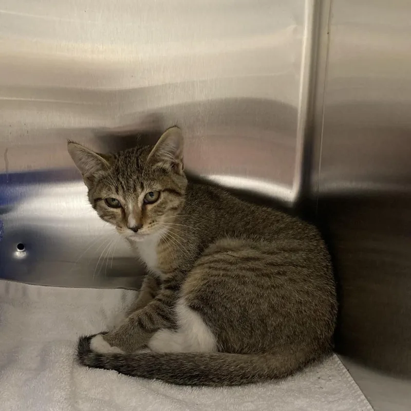 A baby small-sized male Gray / Blue / Silver Domestic Short Hair cat named Torpedo for adoption in Blue Ridge, GA