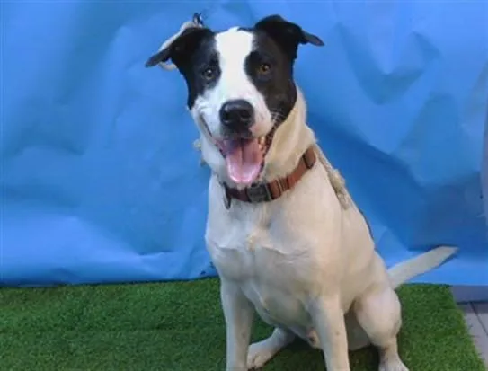 A young medium-sized male Pit Bull Terrier dog named Oso for adoption in Gardena, CA