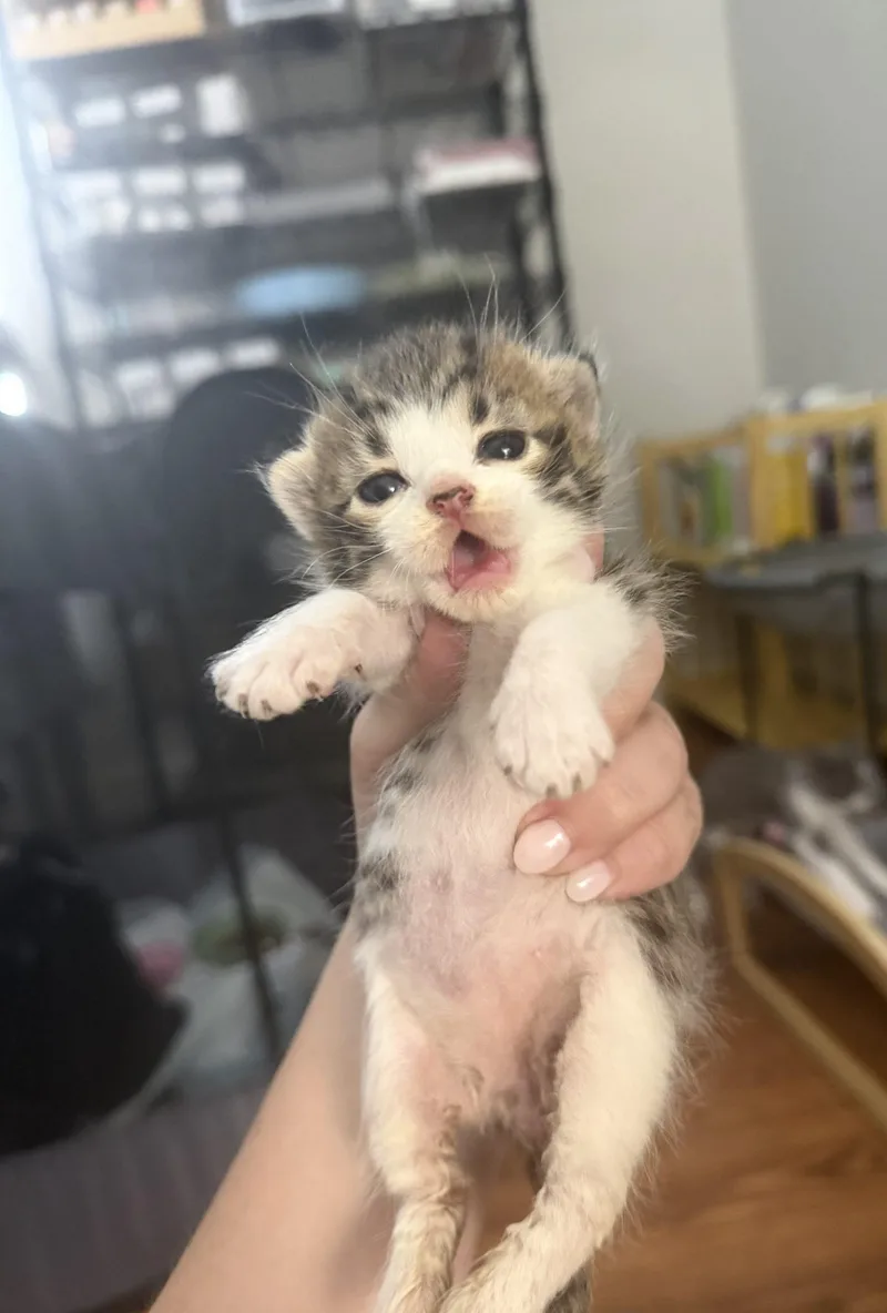 Tito